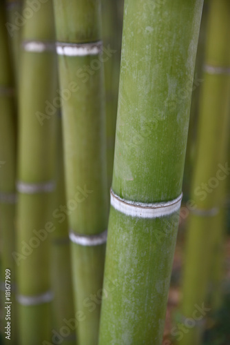 Bambou vert au jardin en été