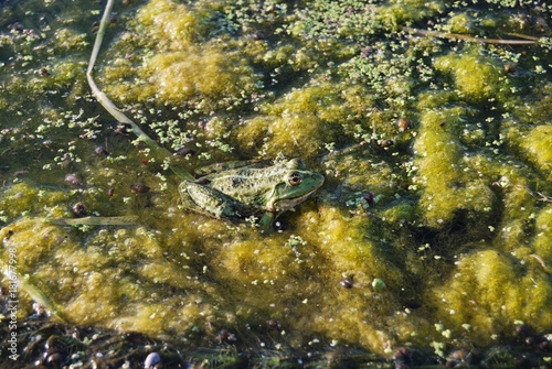 frog