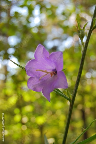 summer flowers