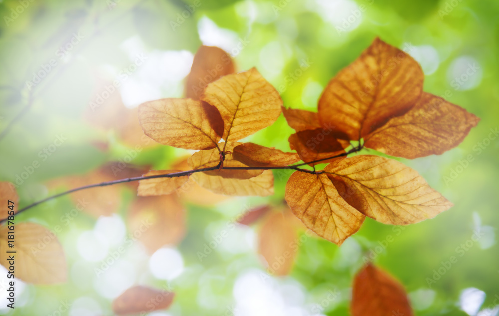 Herbstzeit Herbstzeit