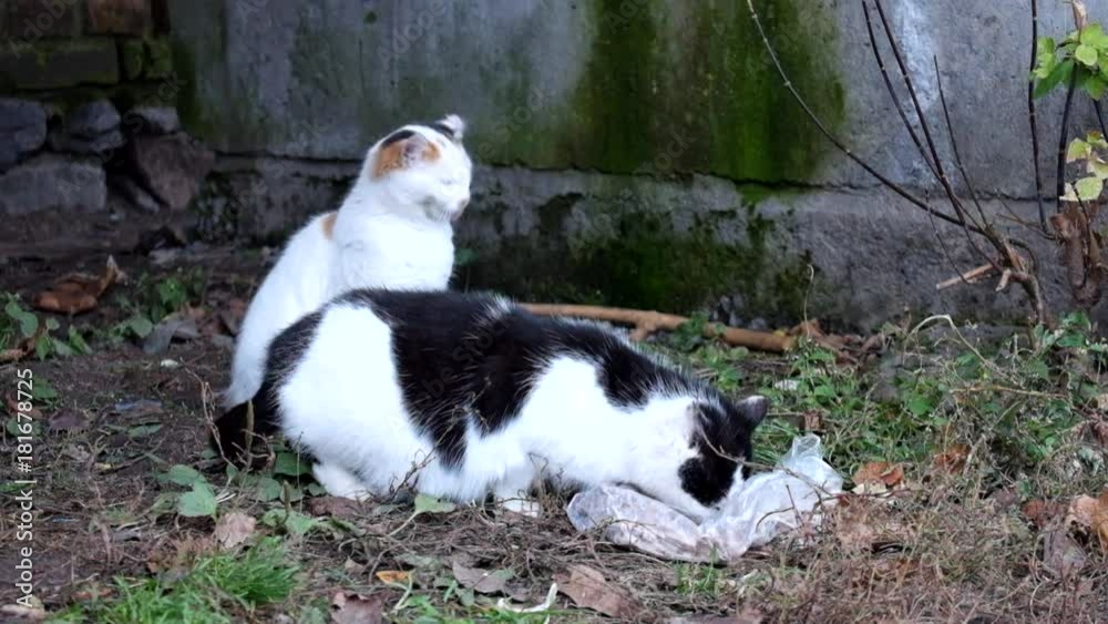 Bicolor cat is eating something, and the second young kitty is already washing Bicolor cat is eating something, and the second young kitty is already washing