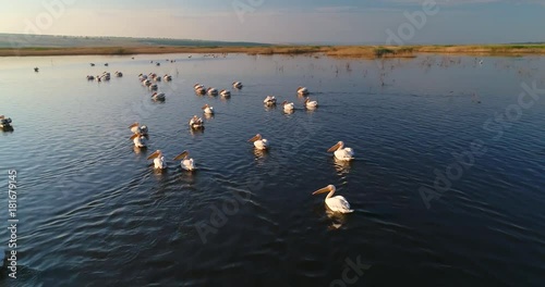 Closeup video of pelicans shot from drone