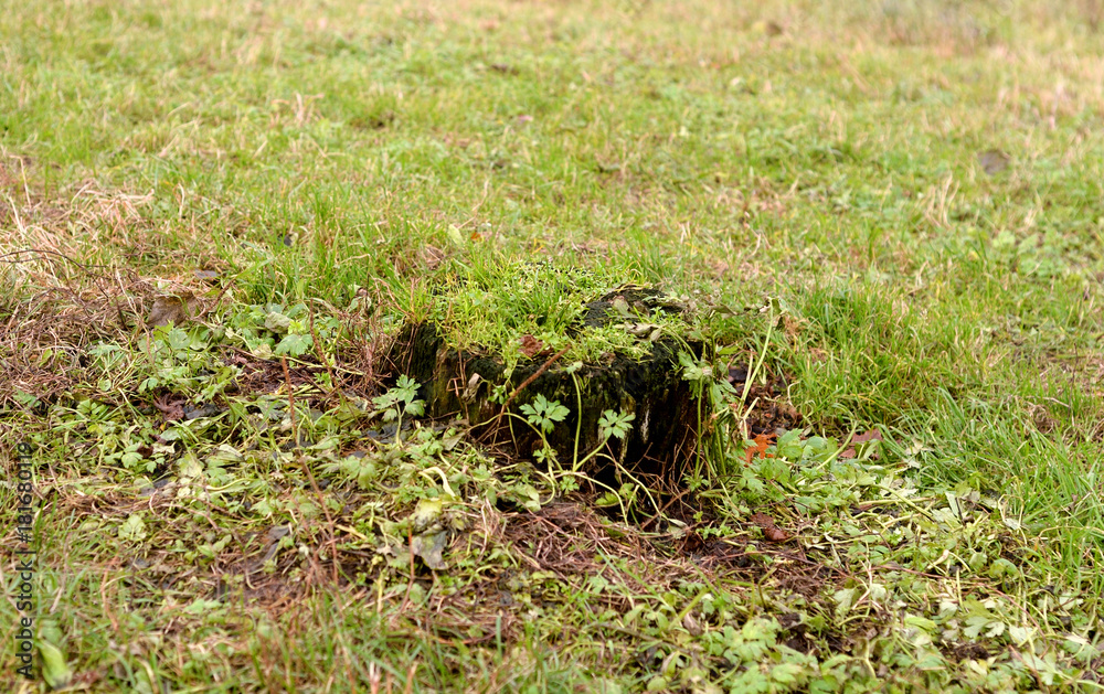 Old stump is covered with grass. Old stump is covered with grass.