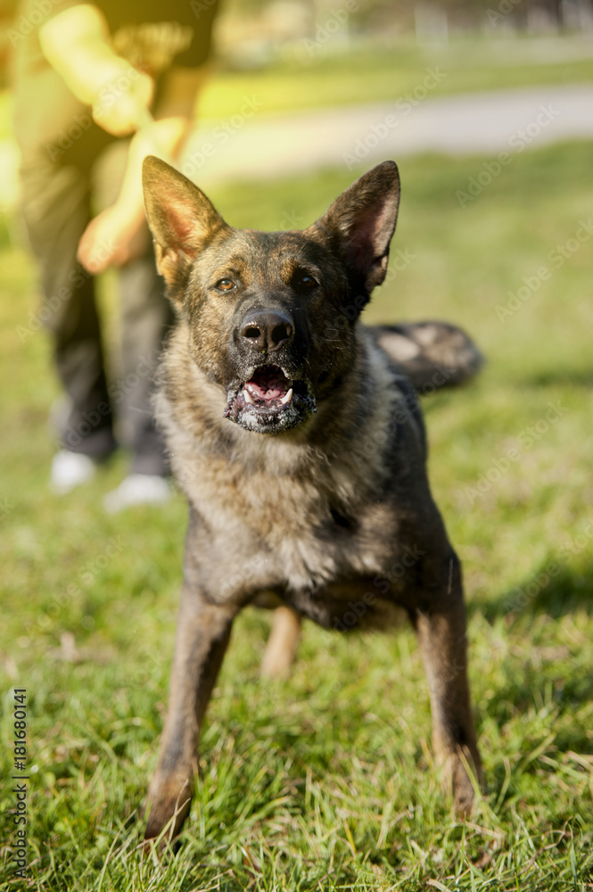 angry german shepherd ready to bite guarding his owner with the mouth open