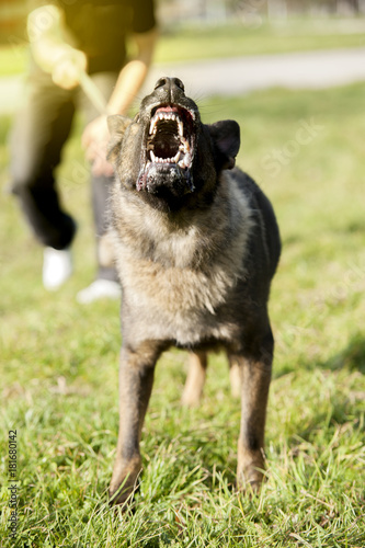 Angry German shepherd ready to bite Guarding his owner with the mouth open and teeth showing. Aggressive dog.