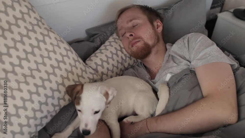 man sleeps with puppy jack Russell in bed man sleeps with puppy jack Russell in bed
