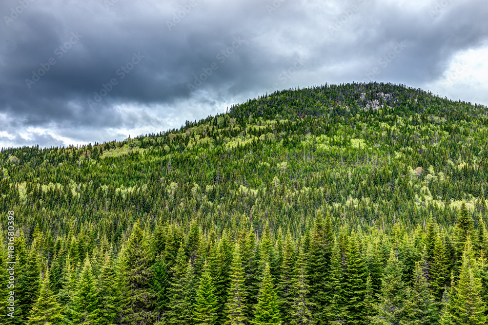 Green pine tree forest in summer with dark, cloudy sky in Quebec, Canada