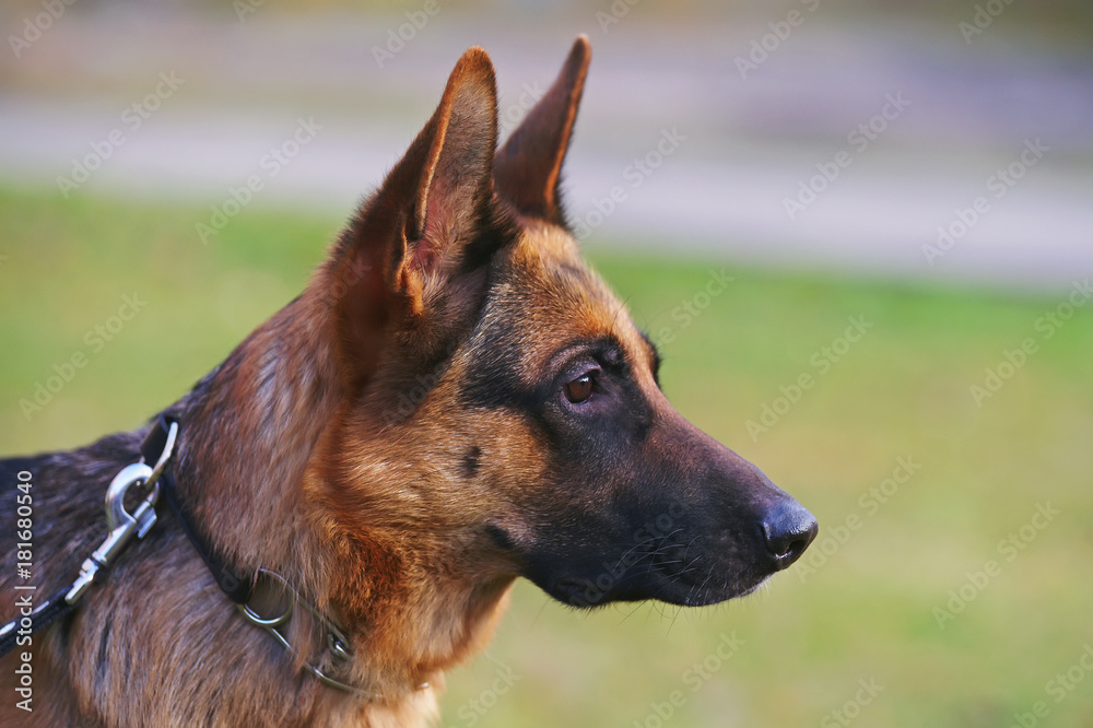 Female short store haired german shepherd