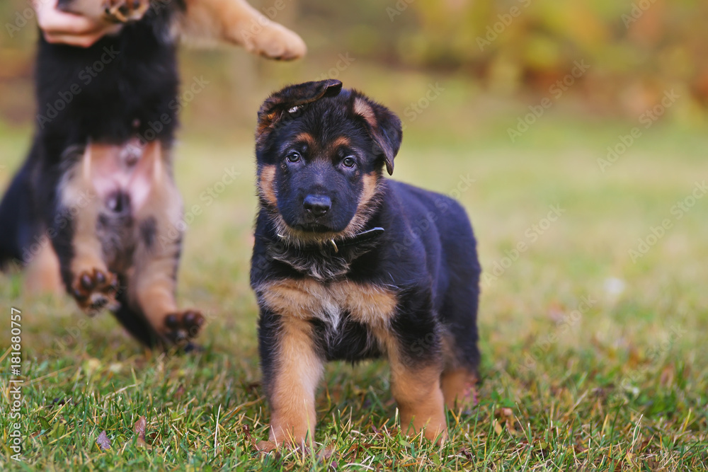 Cute short-haired German Shepherd puppy with a collar posing outdoors in  autumn Stock Photo | Adobe Stock