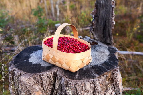 Small basket full of red bilberry standing on a stump in forest