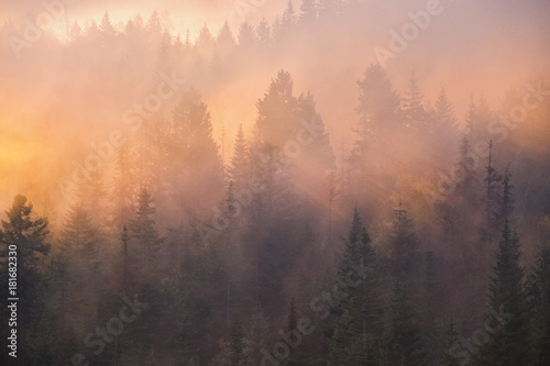 Fototapeta Naklejka Na Ścianę i Meble -  Foggy sunrise over a forest