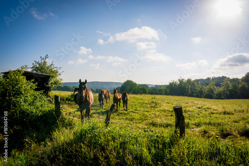 Pferde auf der Koppel © Ronny Gängler