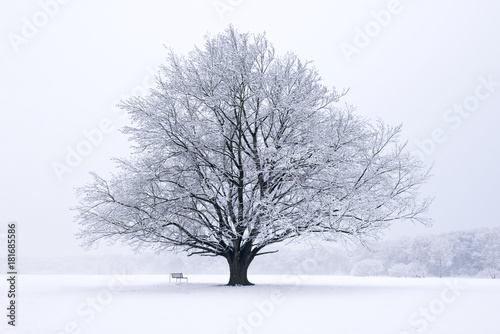 Baum Buche im Winter