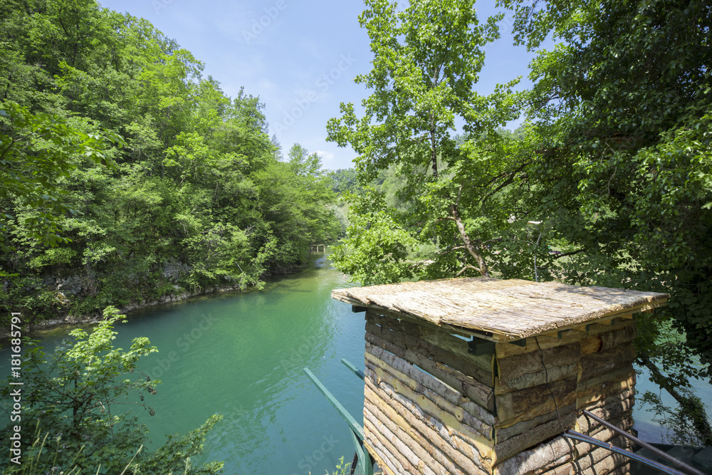 Naklejka premium Nature forest woods trees in summer green sun by the river lake