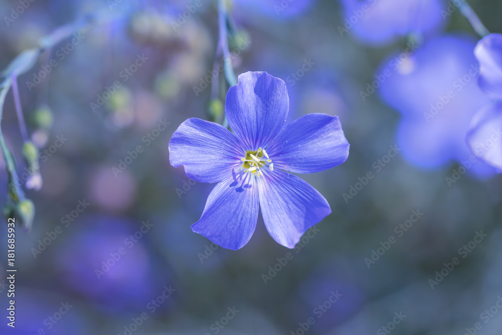 blue flax