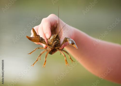 Crawdad held in someone's hand with the green of the lake shore in the background..