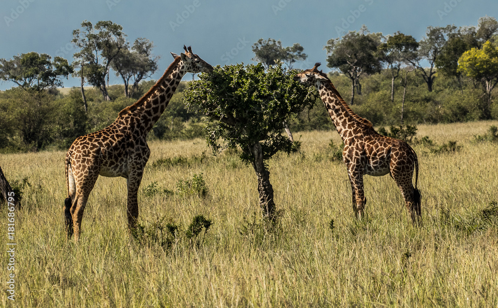 Obraz premium GIRAFFE EATING