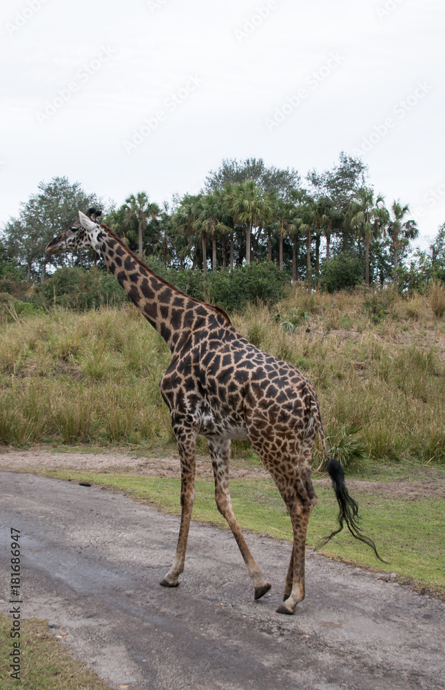 giraffe giraffe