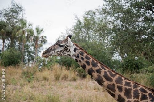 Photography giraffe head