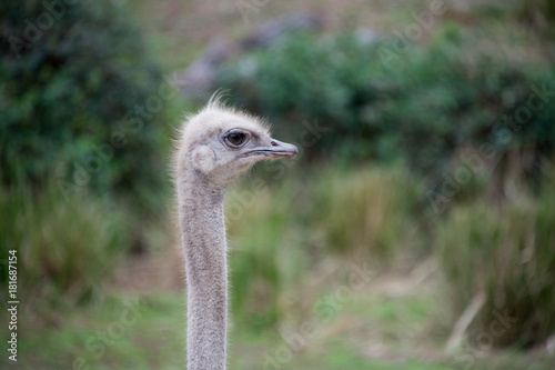 Ostrich up close