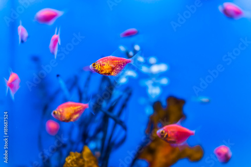 Small purple, pink and orange gold fish swimming in blue aquarium macro closeup