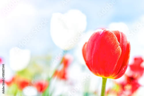 Field of beautiful red and white tulips macro closeup with bokeh in spring or summer