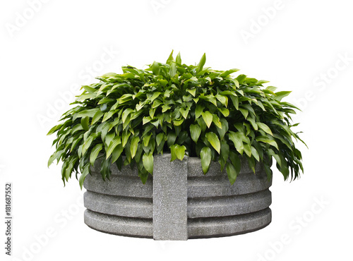 Isolated planter with clipping path