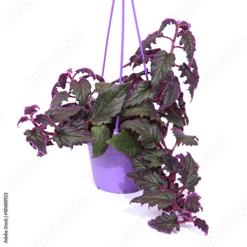 Gynura aurantiaca 'Purple Passion' photo