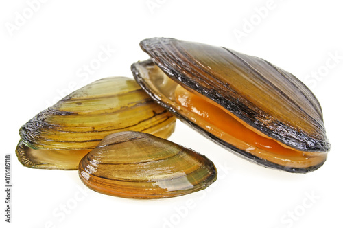 Clams isolated on a white background