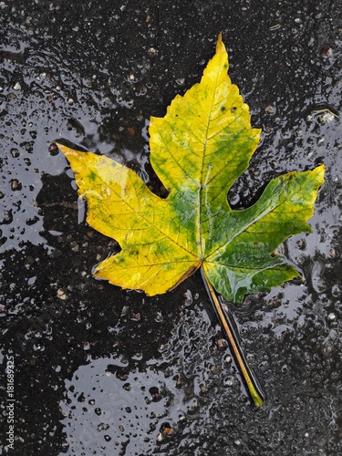 Yellow wet leaf fallen 