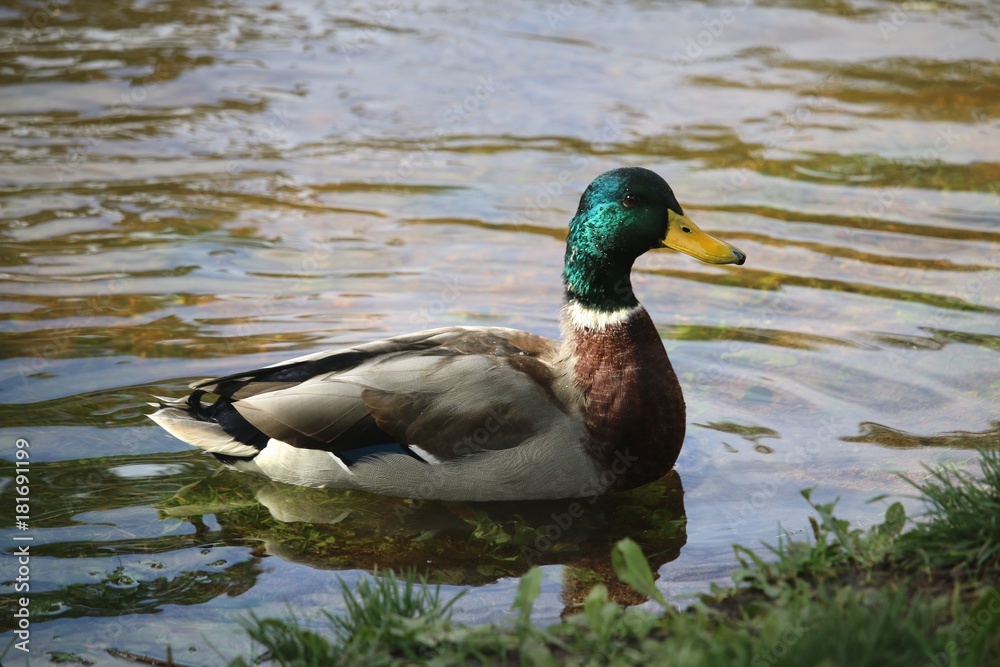 Duck Duck