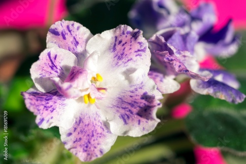 beautiful close-up flower