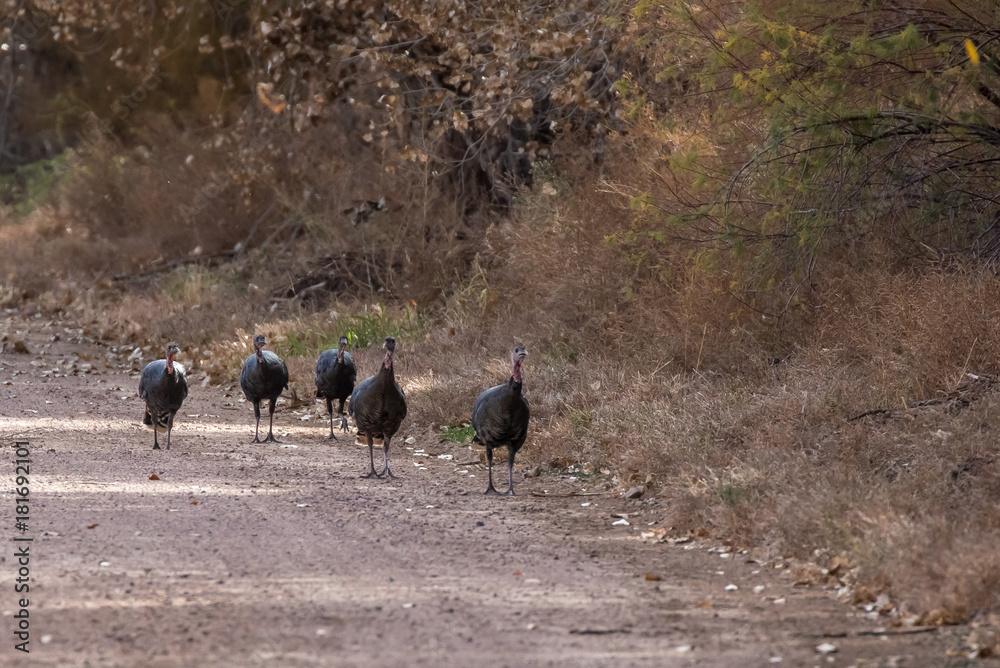 Wild turkeys strutting at Bosque del Apache national wildlife refuge in central new mexico Wild turkeys strutting at Bosque del Apache national wildlife refuge in central new mexico