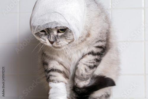 A domestic cat with a bandage. A wound on the head and paw.