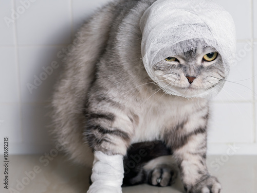 A domestic cat with a bandage. A wound on the head and paw.