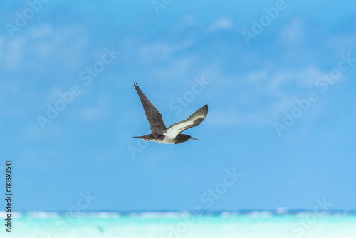 Brown booby  Sula leucogaster  exotic bird flying in blue sky in French Polynesia   