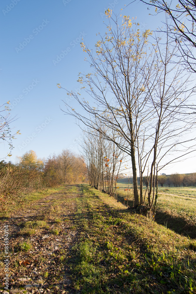 Trees along the trail