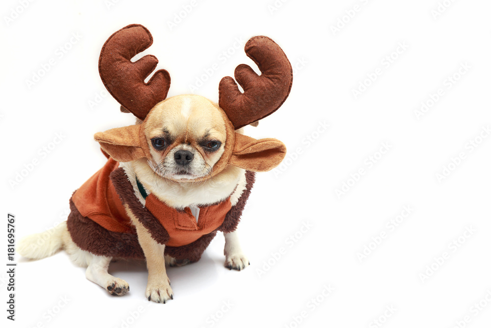 Chihuahua dog wear reindeer dress on white isolated background.
