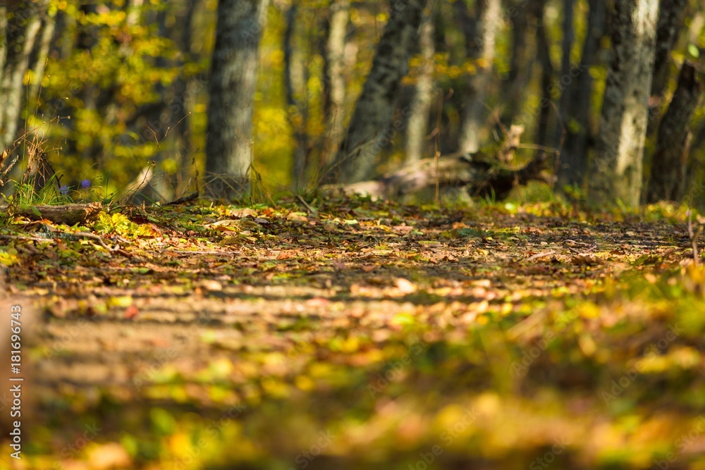 Leaf. Leaf.