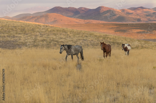 Herd of Wild Horses in the Utah Desert