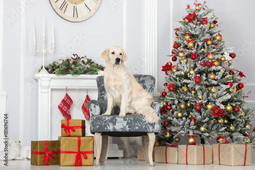 Fototapeta Naklejka Na Ścianę i Meble -  beautiful golden retriever dog posing indoors for Christmas