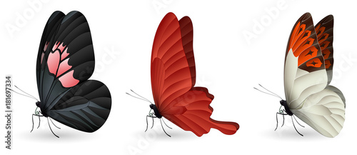 Set of colorful realistic butterflies