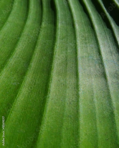 Closeup of a part of a banana leaf blade, the lamina. Network of parallel veins, the vascular bundles, of different rank are transporting water and nutrition within the leaf.