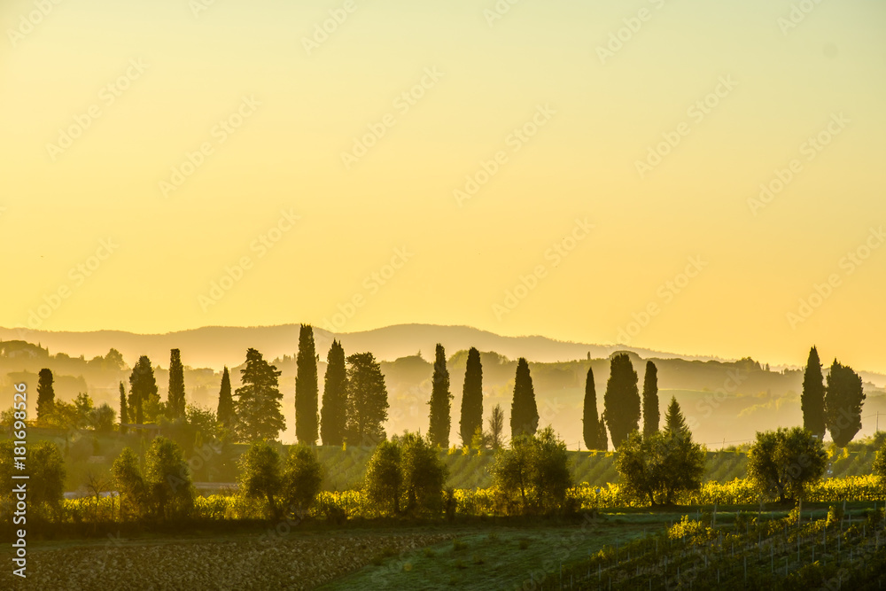 Beautiful morning golden hour at Tuscany vineyard