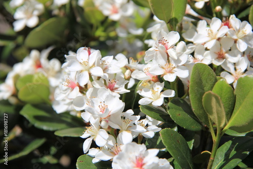 車輪梅の花(宮城県)