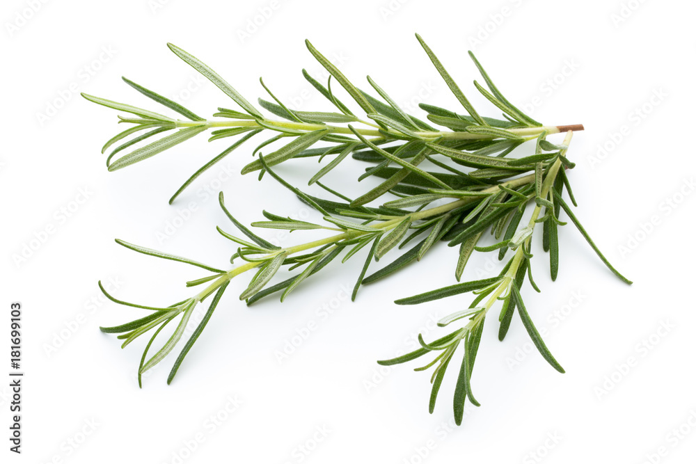 Rosemary isolated on white background, Top view.