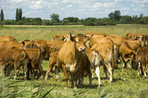 Herd of brown cows