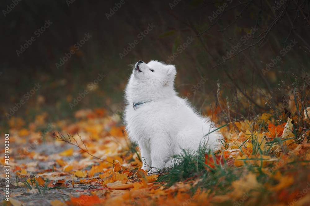 puppy sits on the autumn background and howls puppy sits on the autumn background and howls