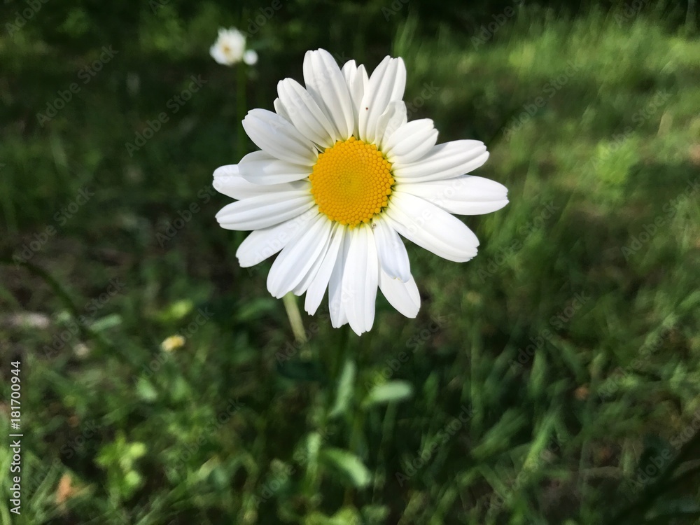 Obraz premium Daisy