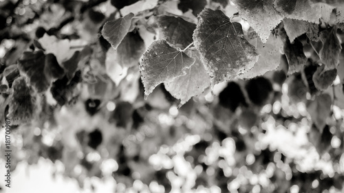 Leaves In Black and White